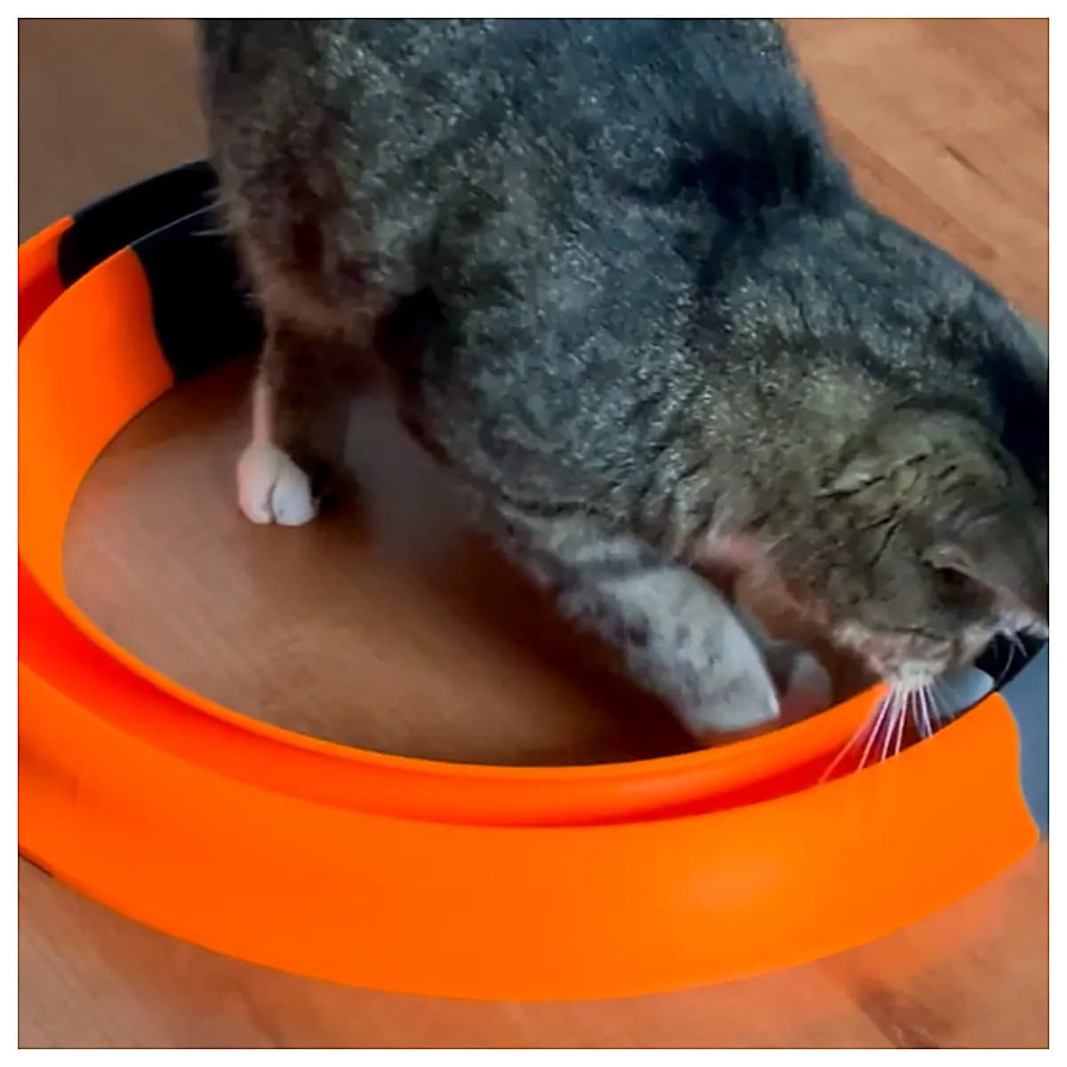 Cat Teaser Wand Toy Interactive Puzzle Toys Cat Grab Balls Training Toys Cat Treat Reward Play Accessories Training Tools