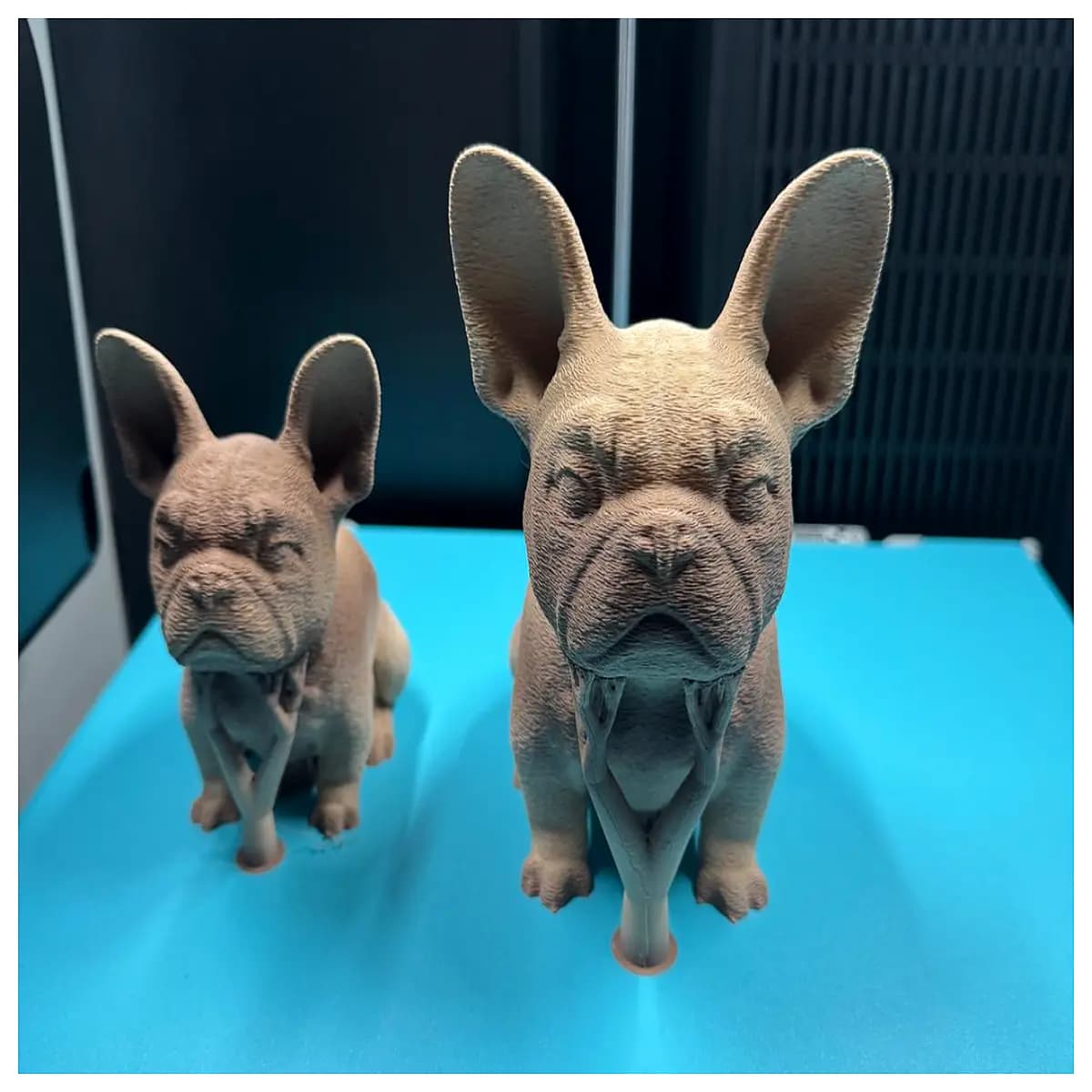 french bulldog puppy for sale cute french bulldog dogs french bulldog breeders near me french bulldog price french bulldog accessories french bulldog