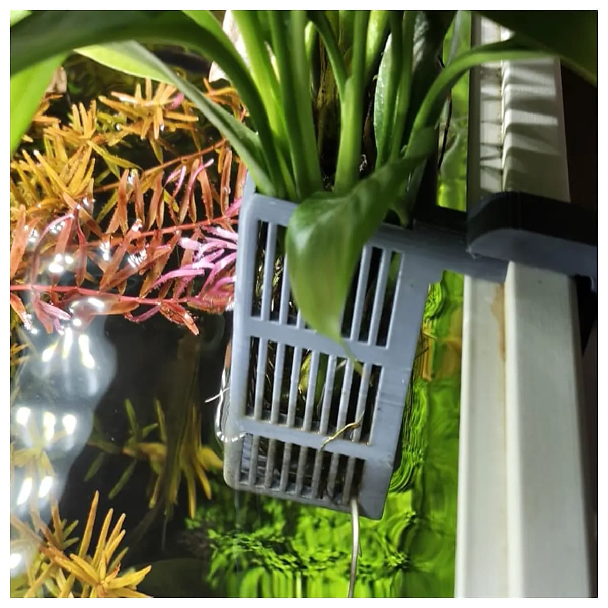 large hydroponic vase for water plants modern glass planter for herbs home decor office desk arrangement clear vessel for root growth