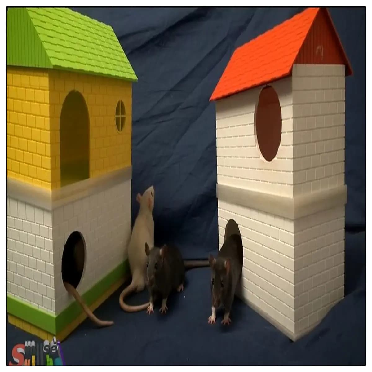 house toy for hamsters gerbils small pets wooden hideout shelter diy assembly cage accessory safe play tunnel