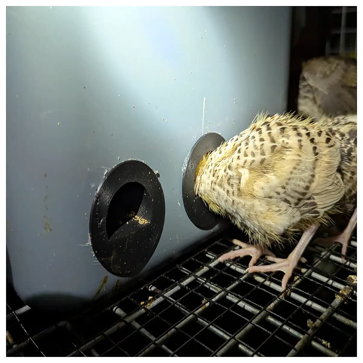 quail chick feeder no waste poultry bird feeder automatic hanging waterer for baby chicks small birds poultry farming supplies