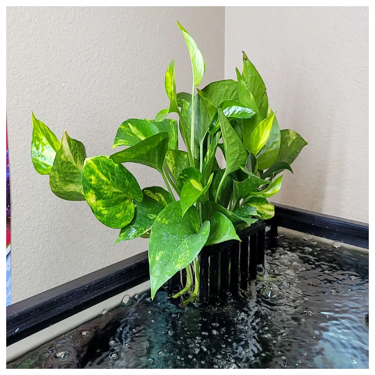 aquarium planter no self contained water garden terrarium soil holder