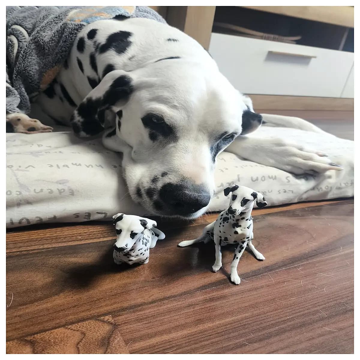 dalmatian puppy for sale adult dalmatian dog dalmatian coat pattern dalmatian breed characteristics dalmatian dog accessories
