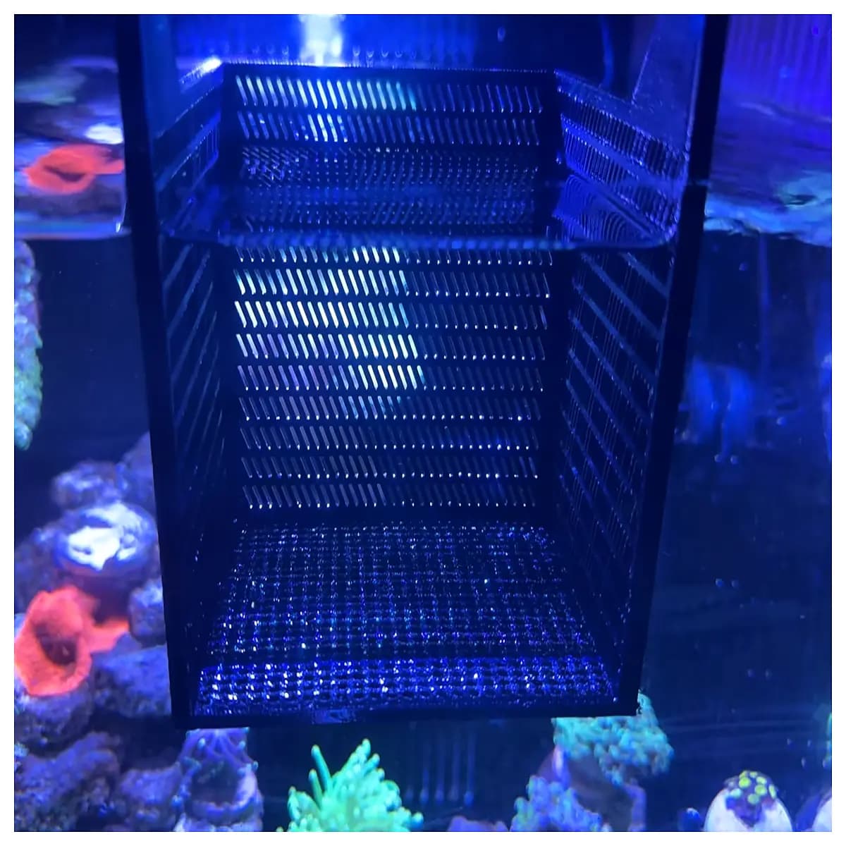 aquarium isolation box floating breeding cage fish separator tank divider for fry protection breeding box