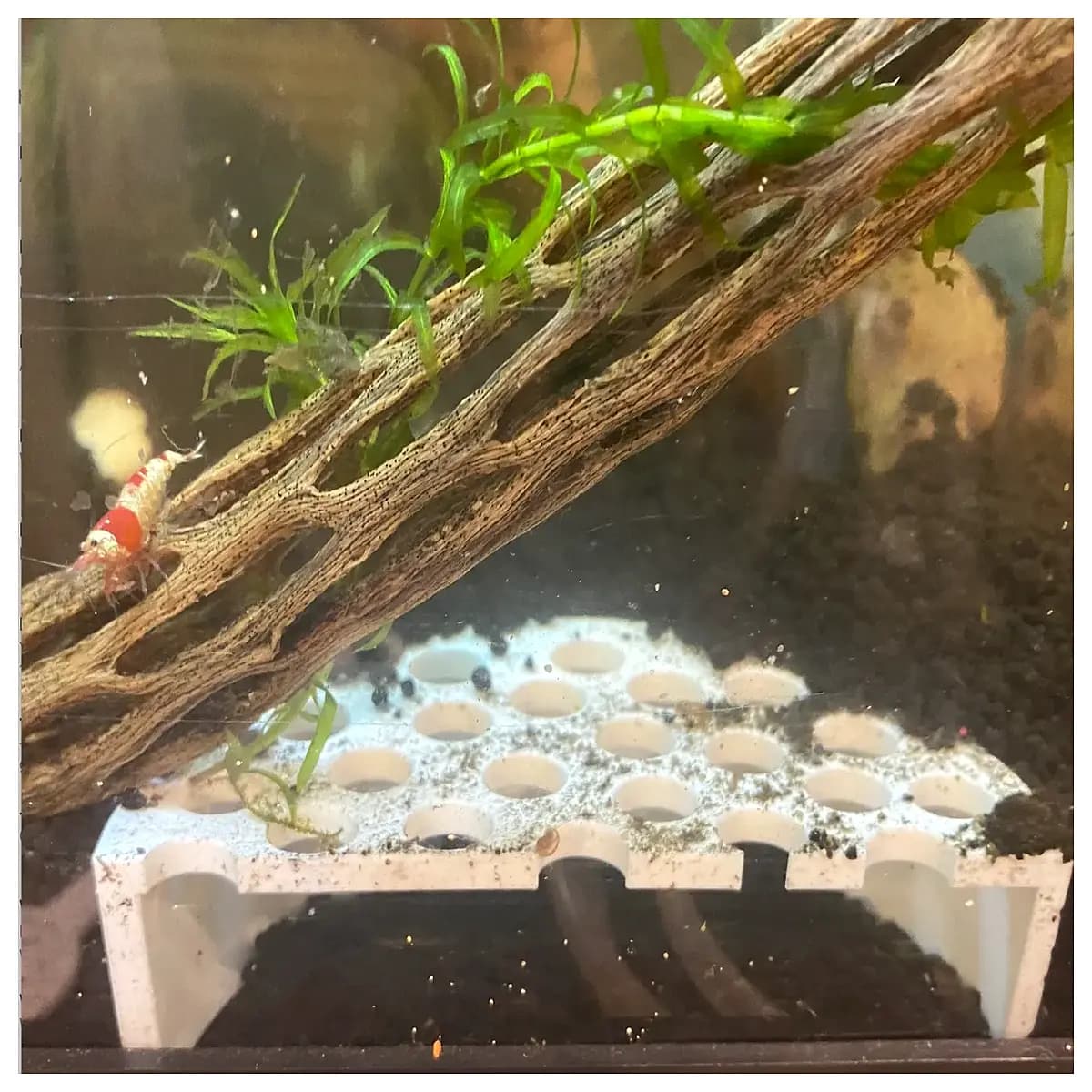 fresh tiger shrimp holes live prawn tanks seafood farm supply bulk shrimp for cooking aquaculture stock