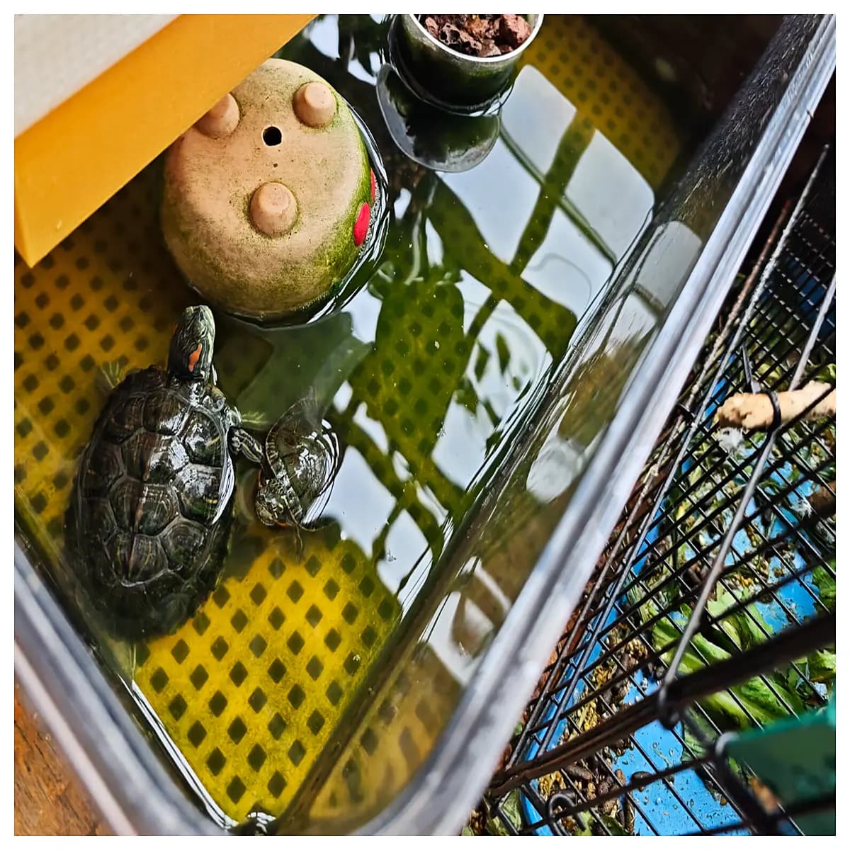 tank divider poop trap baffle fish breeding isolation box aquarium separator screen for waste management