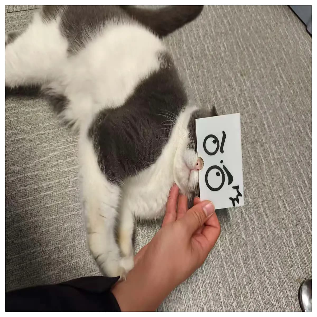 funny cat reaction photo cards surprise face props for instagram reels tiktok viral meme printing party decor