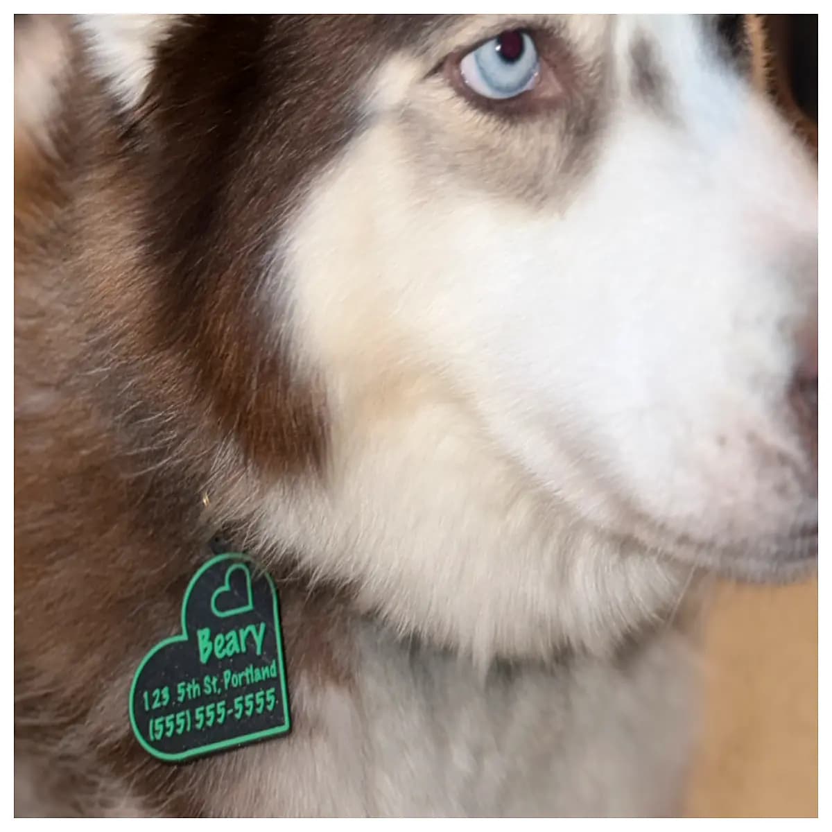 customizable personalized dog tag luggage identifier for kids travel safety id card holder