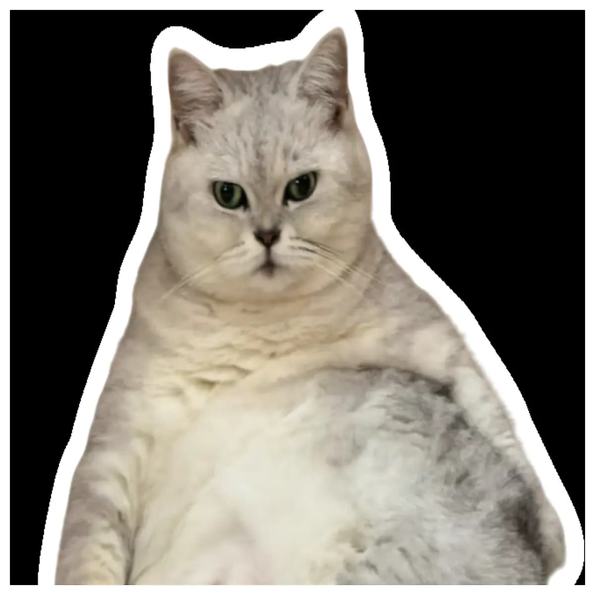 cat from photo tired cat render ai image to cute pet character design digital art generation