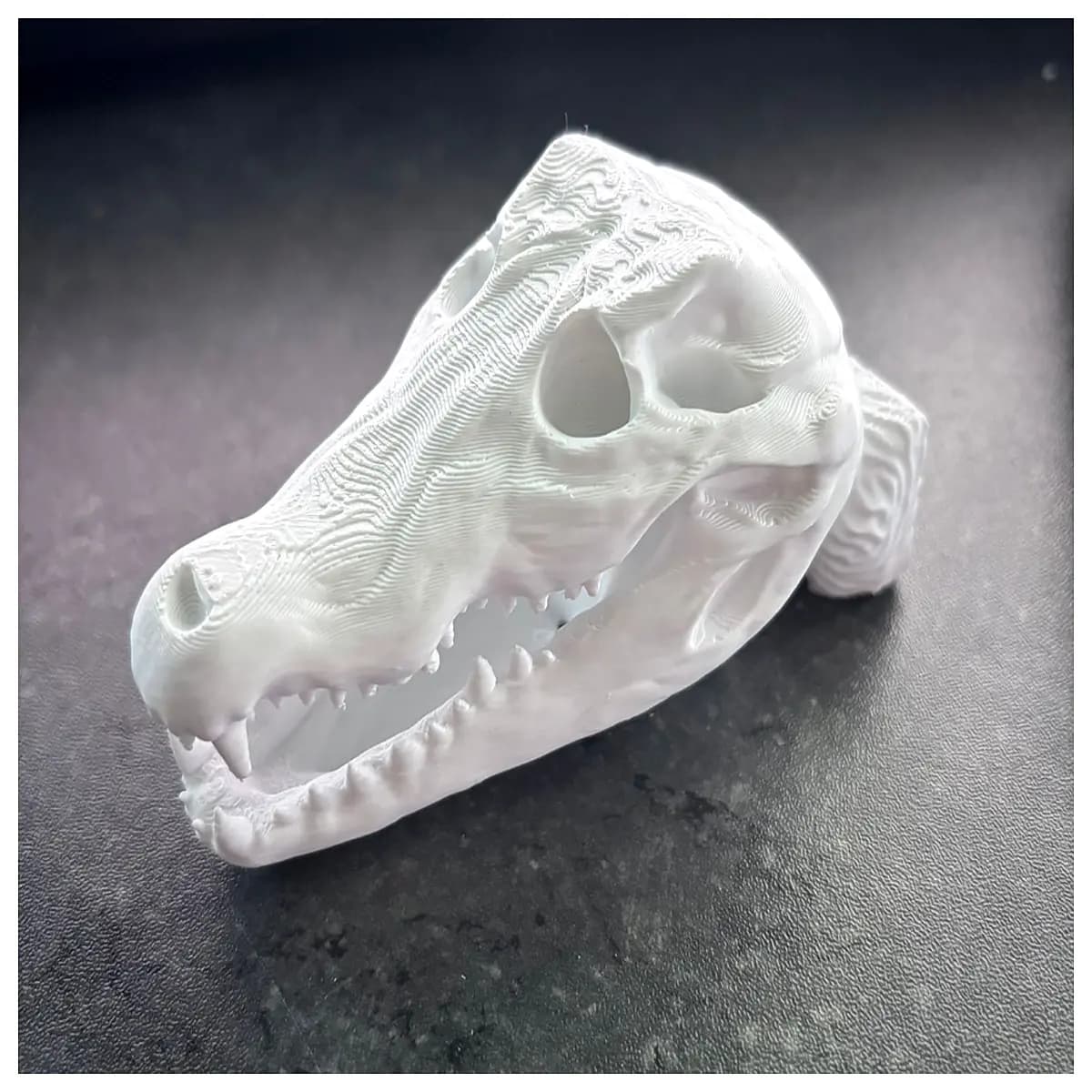 skull for sale taxidermy head mount vintage reptile decor horror prop educational biology specimen