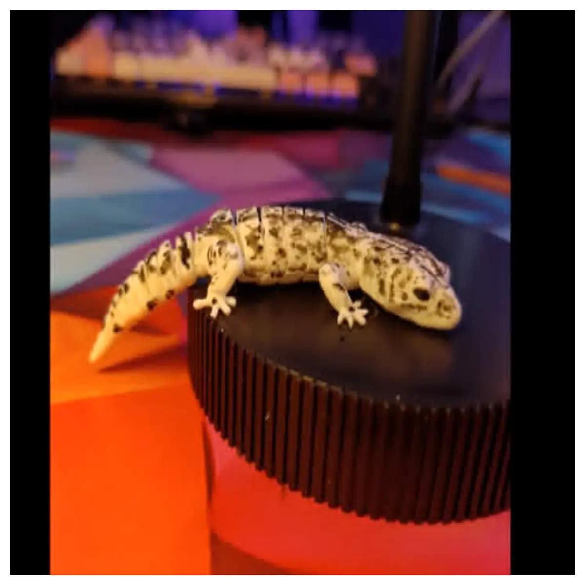 paintable gecko toy for kids movable lizard figurine arts and crafts activity diy animal realistic reptile puppet for play
