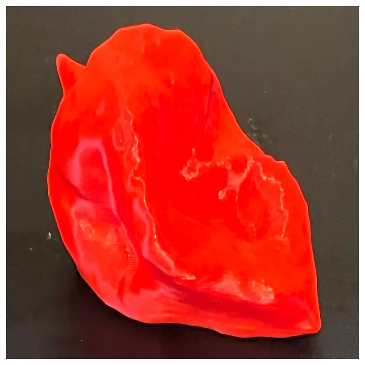 Photo de piment en taille réelle, référence, prise de vue macro haute résolution pour comparaison d'échelle et étude botanique